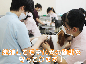 夏休みもモデル犬の健康チェック！